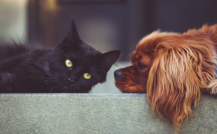 czarny kot i obok pies rasy Cooker Spaniel leżą obok siebie